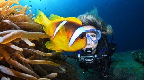 scuba dive malta marine ecology